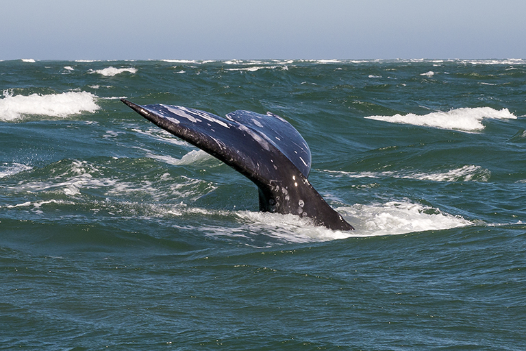 grey whale fluke, baja, mexico